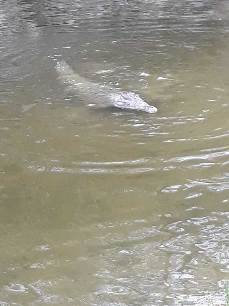 Crocodylidae image