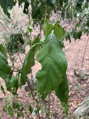 Justicia adhatodoides