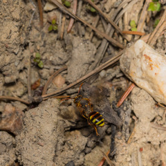 Nomada leucophthalma