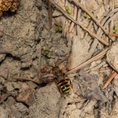 Nomada leucophthalma