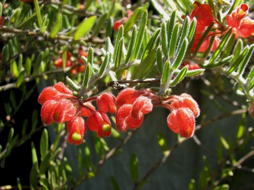 Pouched Grevillea (Grevillea saccata)
