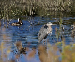 Ardea herodias