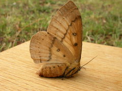 Anthela nicothoe