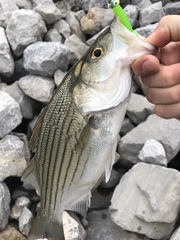 Morone chrysops × saxatilis