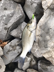 Morone chrysops × saxatilis