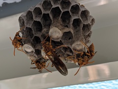 Gyrostoma