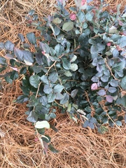 Loropetalum