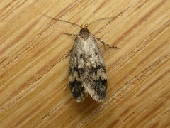 Oecophorinae
