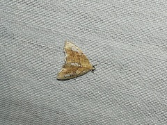 Scybalistodes periculosalis