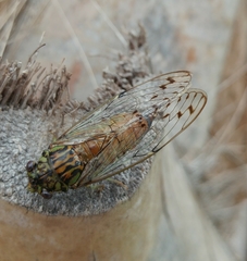 Neocicada hieroglyphica