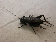 Teleogryllus