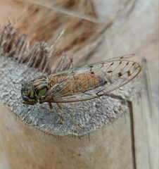 Neocicada hieroglyphica