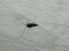 Cerastipsocus trifasciatus