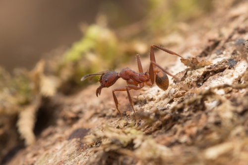 Pheidole voraxPheidole vorax