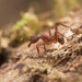 Pheidole vorax - Photo (c) Jonghyun Park, some rights reserved (CC BY), uploaded by Jonghyun Park