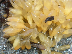 Ocenebrinae