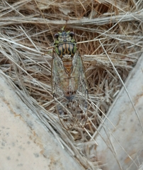 Neocicada hieroglyphica