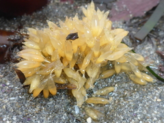Ocenebrinae