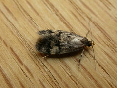Oecophorinae