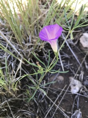 Ipomoea plummerae