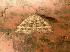 Chrysolarentia subrectaria