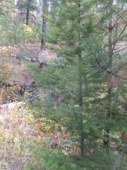 Pseudotsuga menziesii glauca