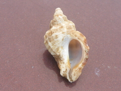 Paciocinebrina atropurpurea