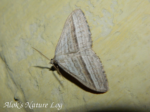 Cataclysme obliquilineata