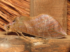 Eudocima