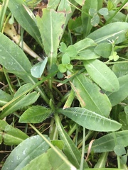 Pilosella piloselloides