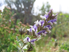 Psoralea venusta