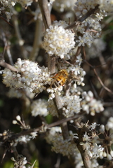 Apis mellifera