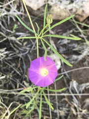 Ipomoea plummerae
