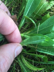 Pilosella piloselloides