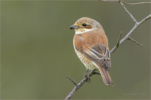 Foto de Red-backed Shrike