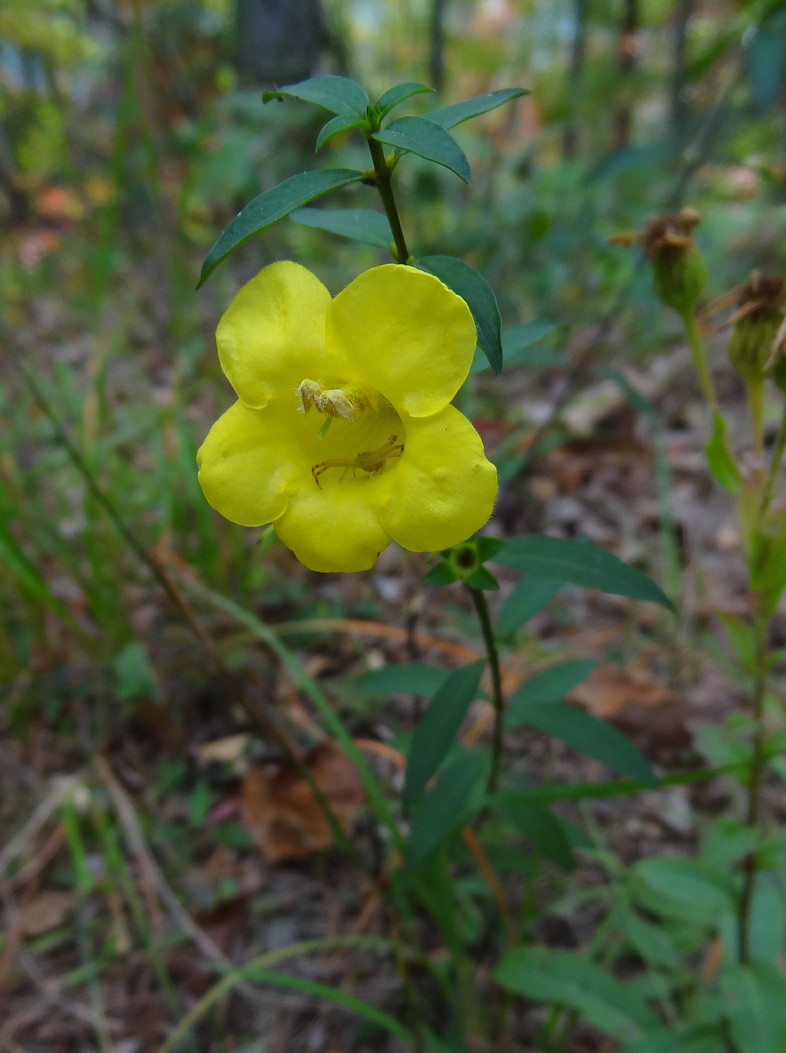 Aureolaria levigata