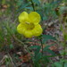 Aureolaria levigata - Photo (c) zen Sutherland, algunos derechos reservados (CC BY-NC-SA)