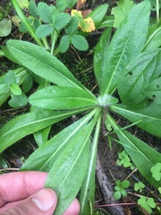 Pilosella piloselloides