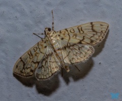 Haritalodes