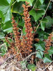 Orobanche hederae