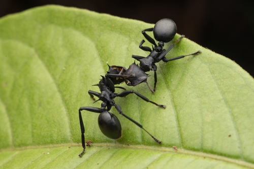 Common Giant Turtle Ant photo 4