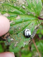 Epilachna nigrocincta