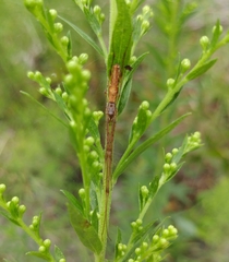 Tetragnatha elongata