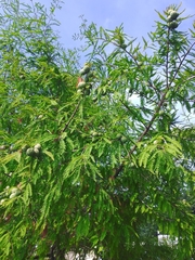 Taxodium distichum