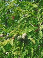 Taxodium distichum