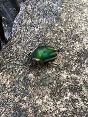 Cotinis nitida