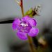 Smallflower False Foxglove - Photo (c) Joshua Mayer, some rights reserved (CC BY-SA)