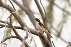 Grantiella picta