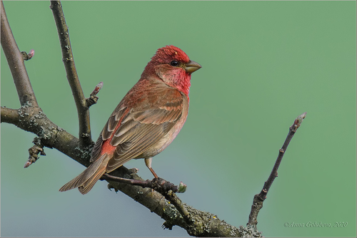 Common Rosefinch