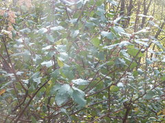Ceanothus sanguineus